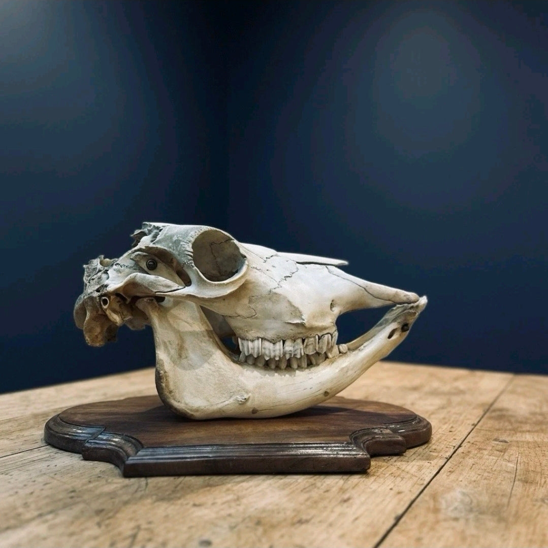 Antique Bovine Skull Mounted On Walnut Plinth C1910. Decor, Eccentric, Original