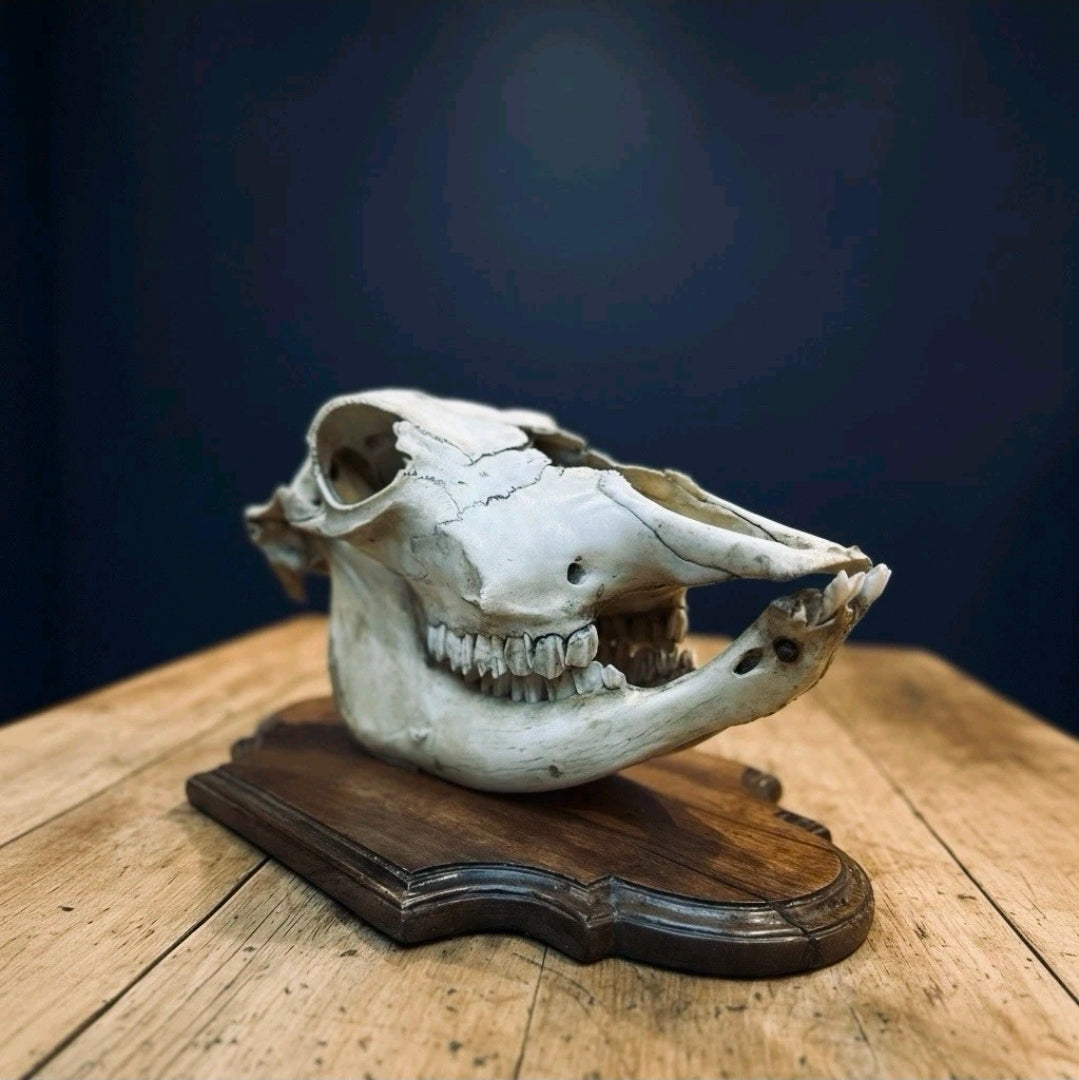 Antique Bovine Skull Mounted On Walnut Plinth C1910. Decor, Eccentric, Original