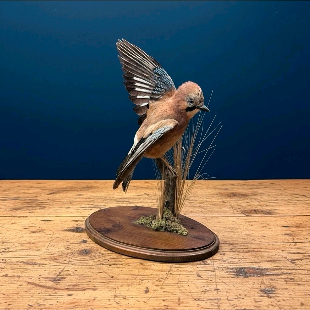 Vintage Taxidermy Of  Blue Jay Alighting On A Branch, Collector, Eccentric