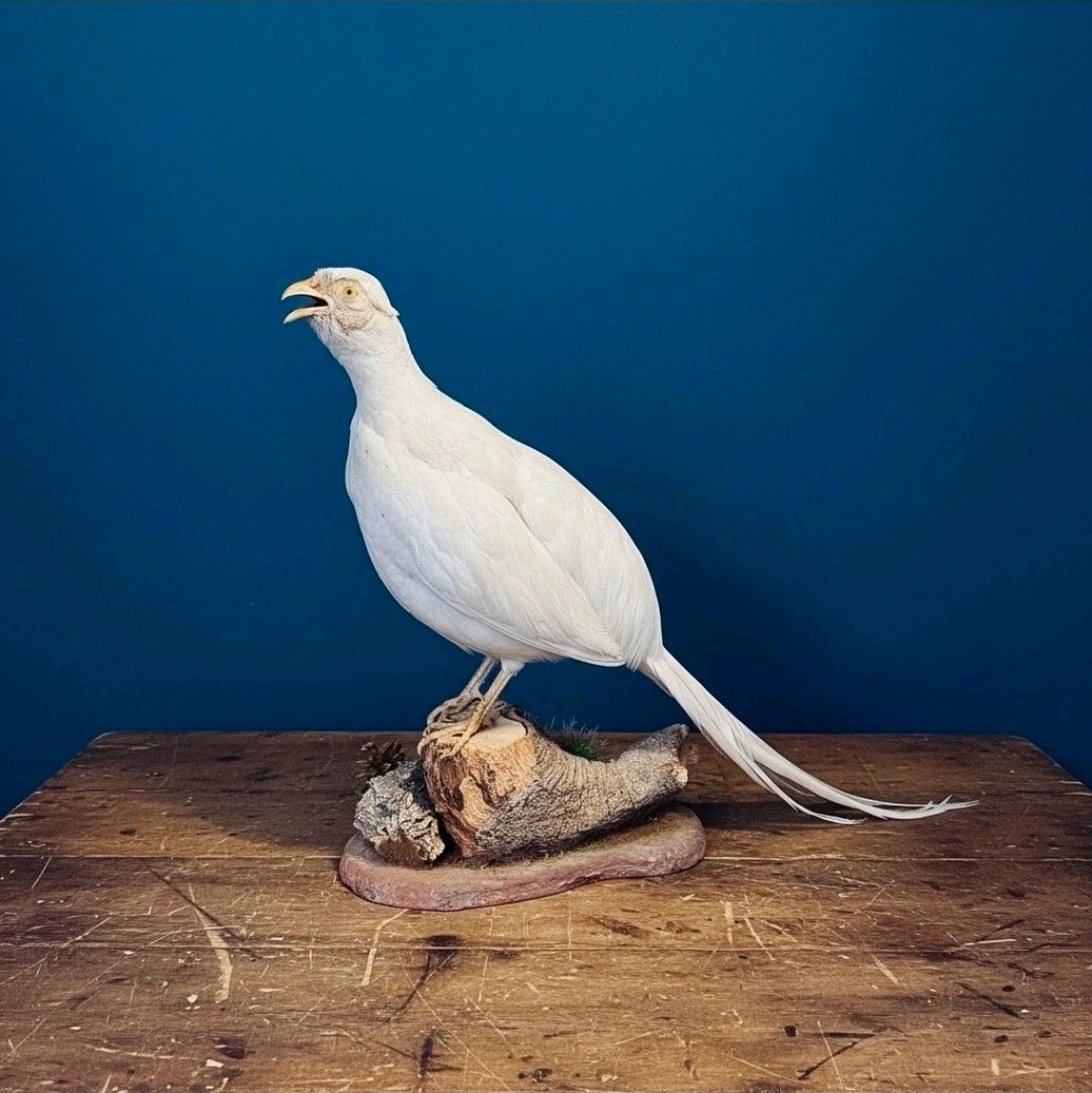 Taxidermy Albino White Pheasant (Phasianus colchicus) Naturalistic Mount. 52.5cm