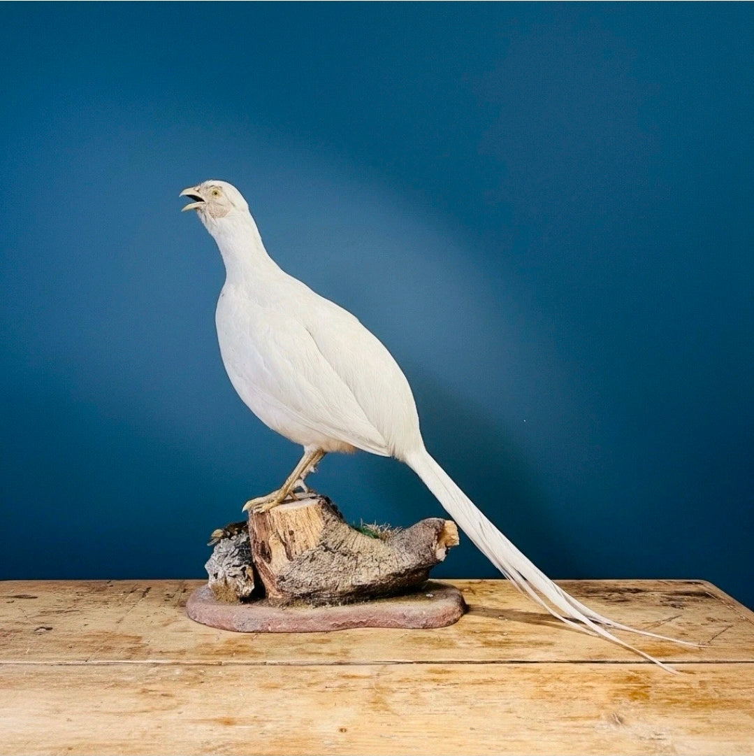 Taxidermy Albino White Pheasant (Phasianus colchicus) Naturalistic Mount. 52.5cm