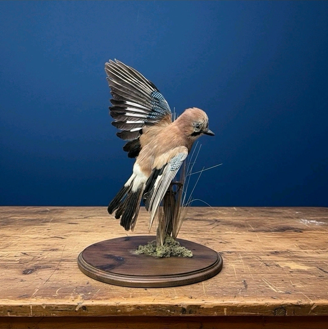 Vintage Taxidermy Of  Blue Jay Alighting On A Branch, Collector, Eccentric