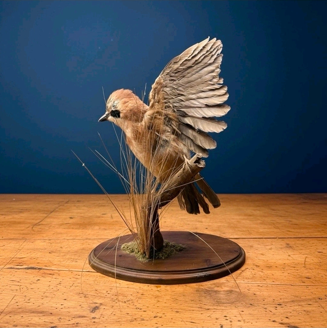 Vintage Taxidermy Of  Blue Jay Alighting On A Branch, Collector, Eccentric