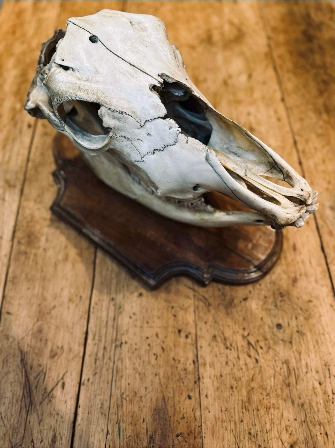 Antique Bovine Skull Mounted On Walnut Plinth C1910. Decor, Eccentric, Original