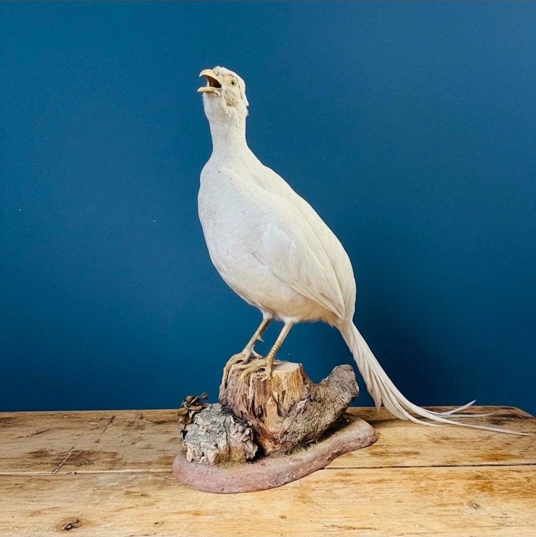 Taxidermy Albino White Pheasant (Phasianus colchicus) Naturalistic Mount. 52.5cm